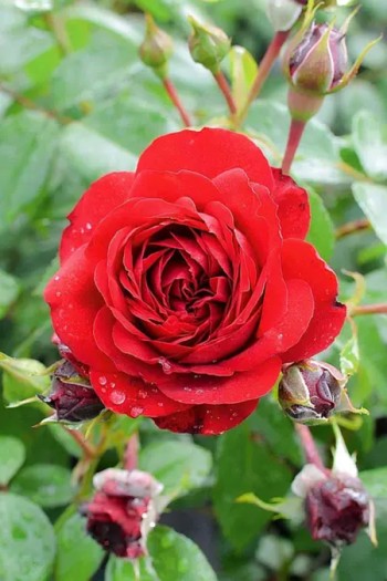 Троянда плетиста ’Бельканто’|Rosa climber Belcanto|Троянда плетиста ’Бельканто’